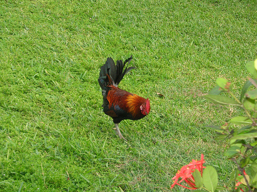 Cuba 2007 - CubaLee photo 01: Varadero Park - Rooster.